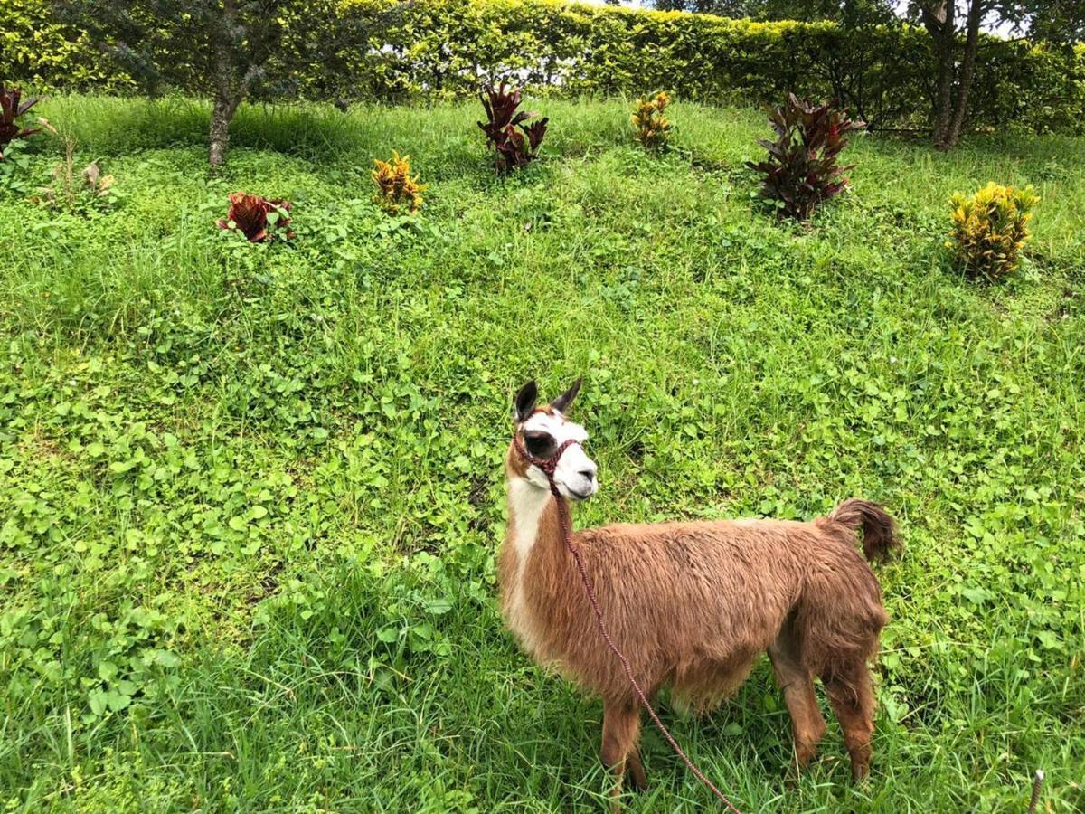 Отель Rancho Ecoturistico El Faro Ла-Меса Экстерьер фото