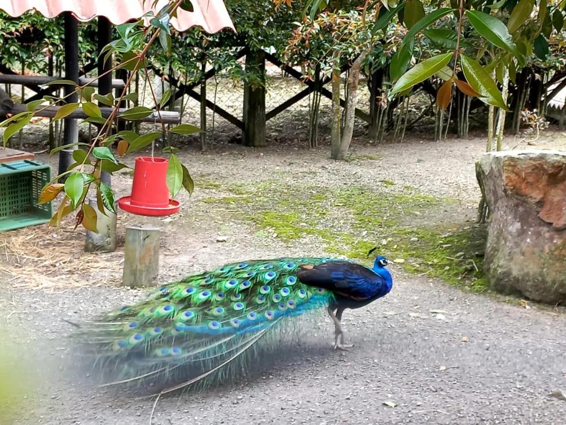 Отель Rancho Ecoturistico El Faro Ла-Меса Экстерьер фото