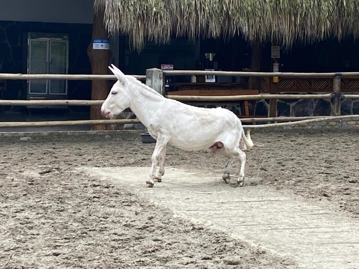 Отель Rancho Ecoturistico El Faro Ла-Меса Экстерьер фото